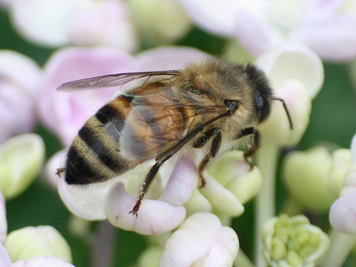 Apis mellifera